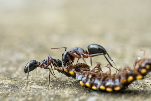 蚂蚁的天敌是什么动物(图1)