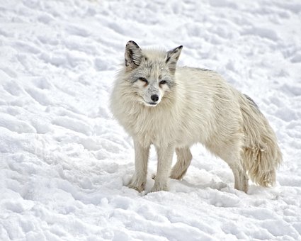 arctic-fox-1170655__340.jpg