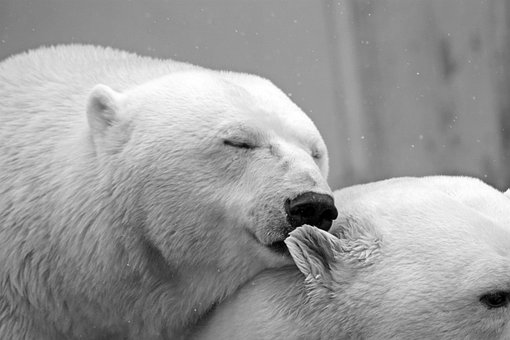 polar-bear-196318__340.jpg