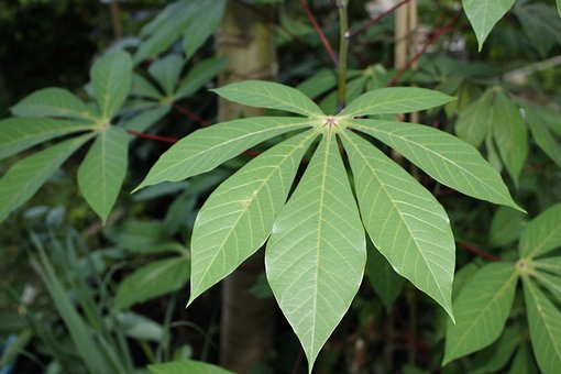 cassava-leaves-1676161__340.jpg