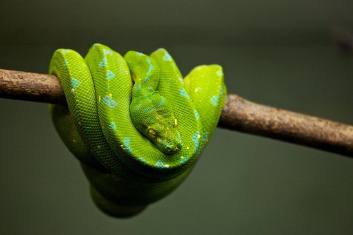 python-1866944__340.jpg