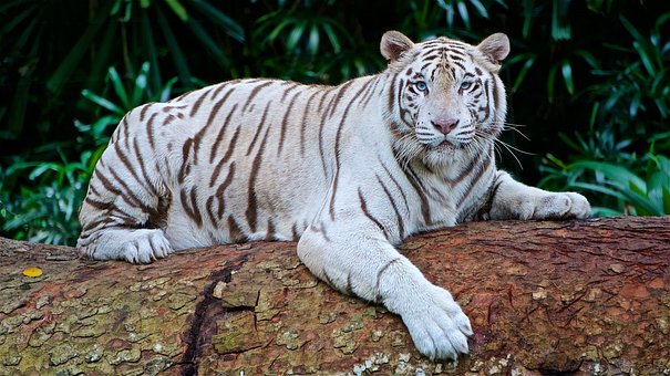 white-tiger-2407799__340.jpg