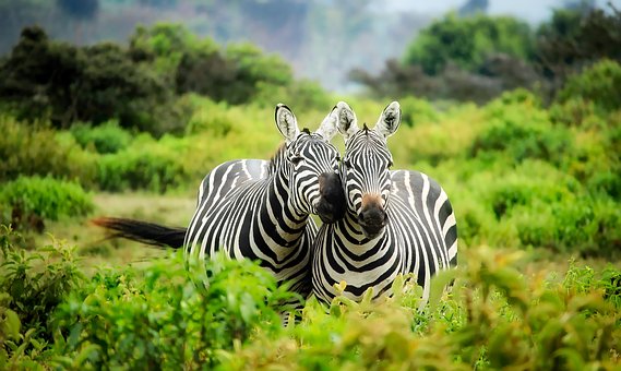 zebras-1883654__340.jpg