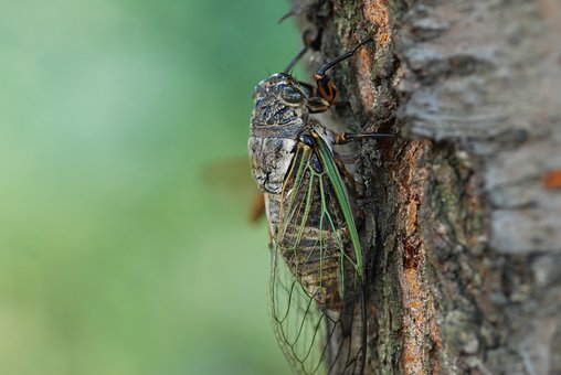 cicada-600517__340.jpg