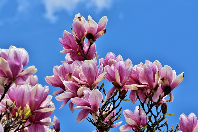magnolia-4107314_640.jpg