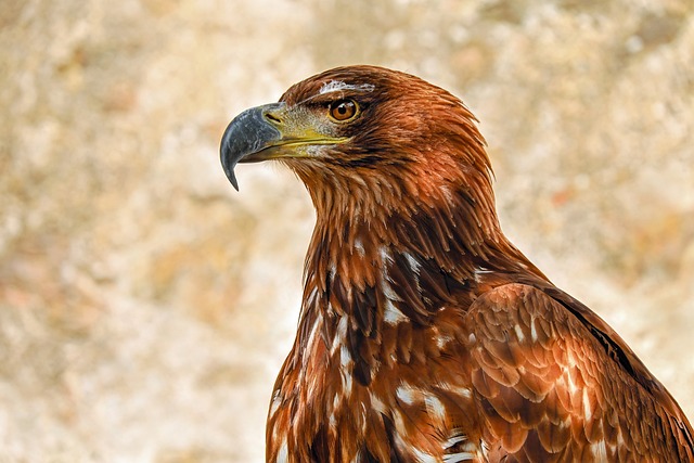 of-prey-eagle-2749590_640.jpg