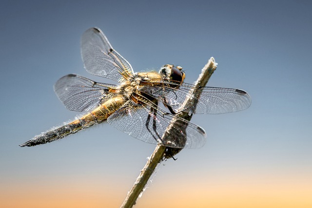dragonfly-6398686_640.jpg