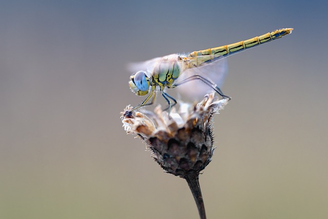 dragonfly-2186186_640.jpg