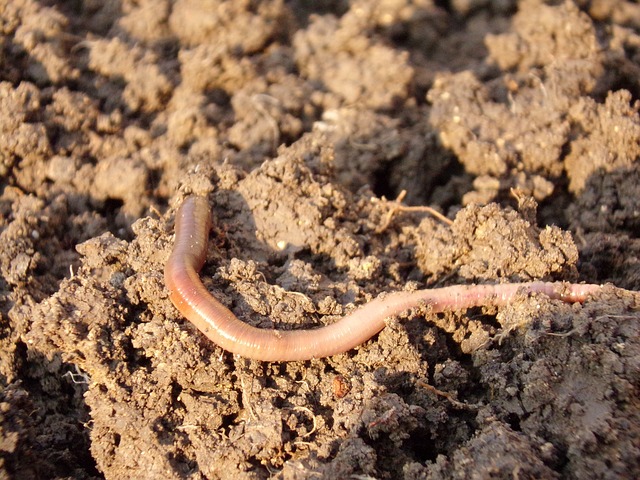 earthworm-686592_640.jpg