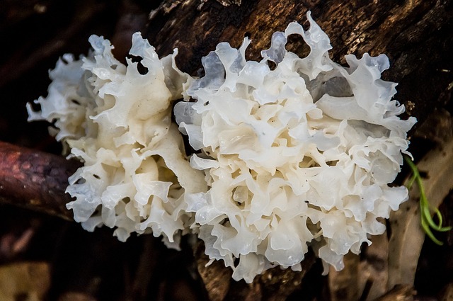 white-brain-jelly-fungus-663008_640.jpg