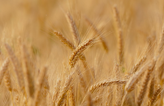 wheat-3241114_640.jpg