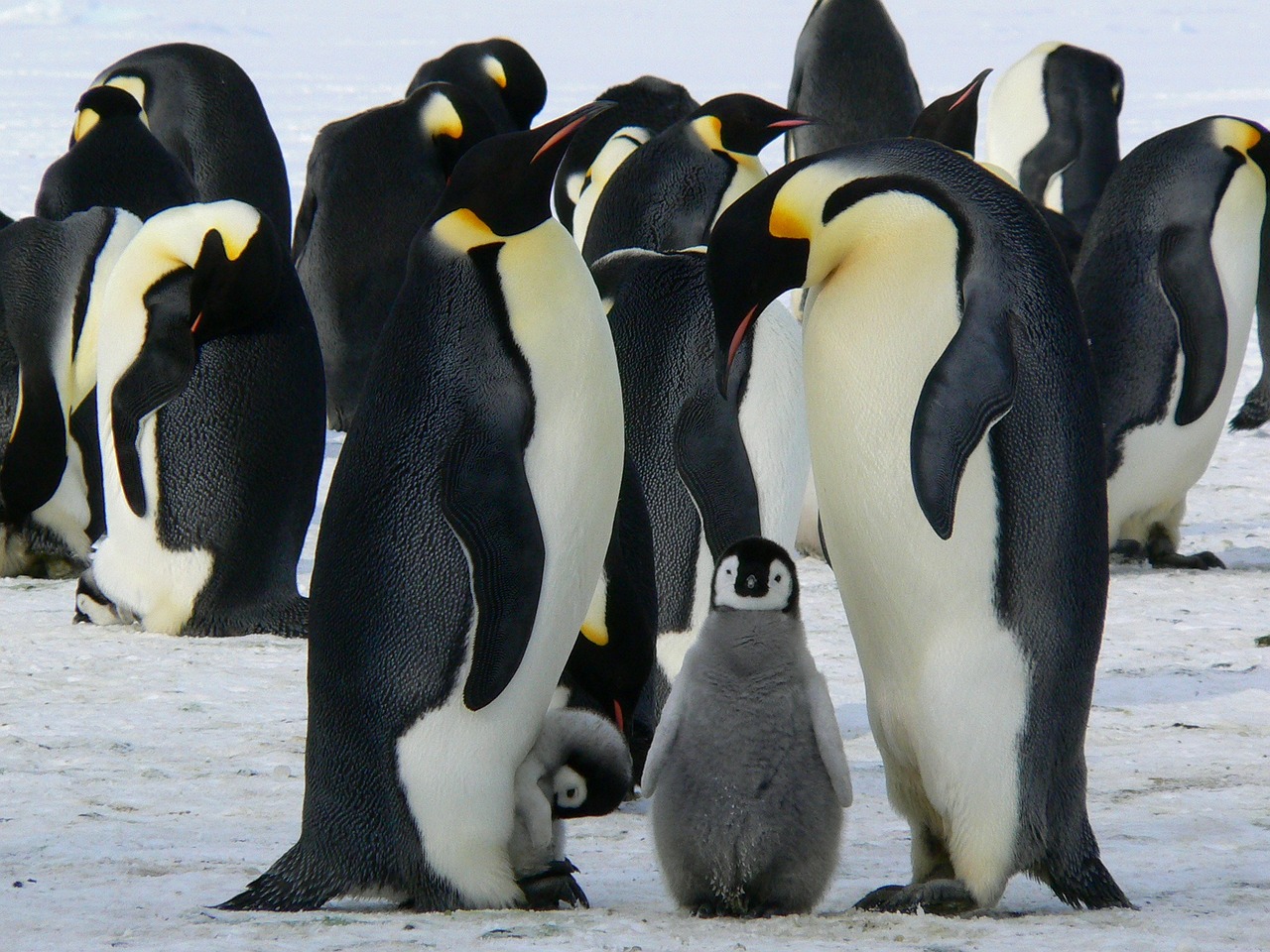 emperor-penguins-429128_1280.jpg