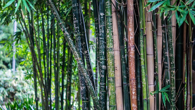 bamboo-142635_640.jpg