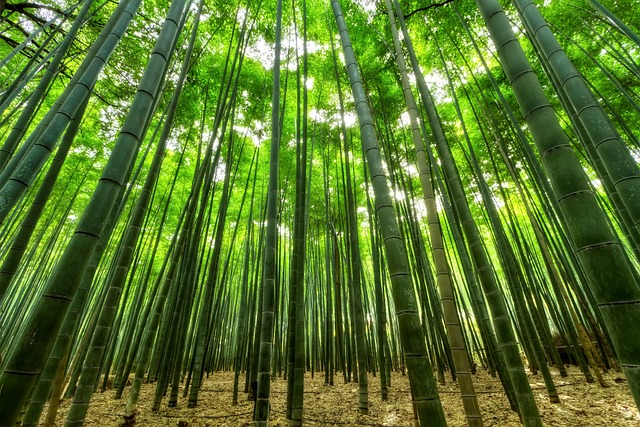 bamboo-1283976_640.jpg
