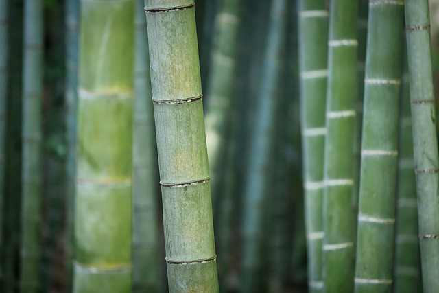 bamboo-3028709_640.jpg