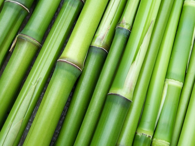 bamboo-240321_640.jpg