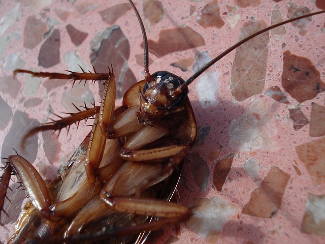 蟑螂有哪些危害？