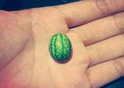世界最小的西瓜：佩普基诺 见过没