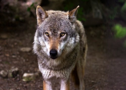 狼的天敌是什么动物