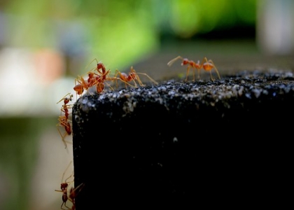 红火蚁最怕什么东西