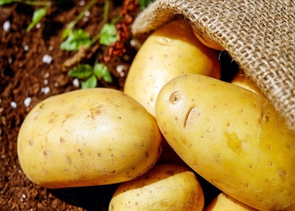 土豆怎么样保存才能不发芽
