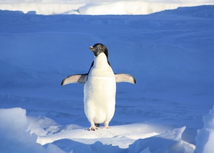 为什么企鹅不怕冷？