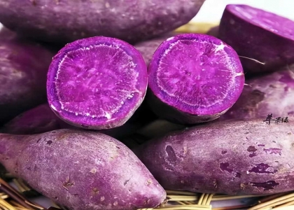 紫薯的种植方法