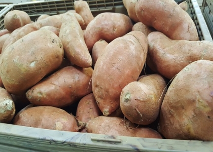 红薯的种植方法