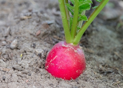 红萝卜的种植方法
