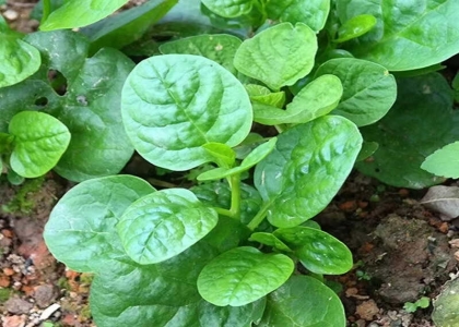 木耳菜的种子的催芽方法和种植管理