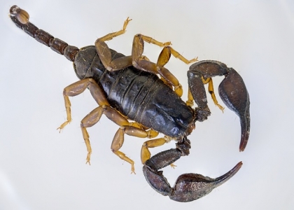 蝎子的生长环境揭秘：探索它们繁衍的秘密之地