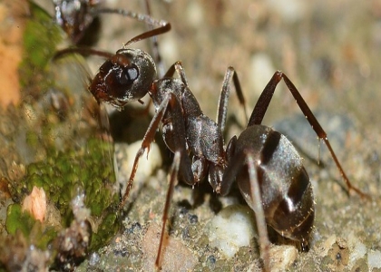 家里墙上有蚂蚁怎么办？