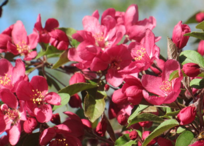 红宝石海棠花如何养殖 有哪些注意事项