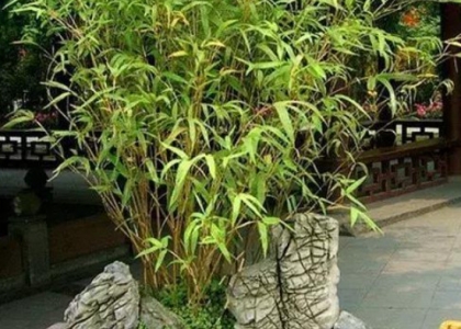 室内米竹的养殖方法