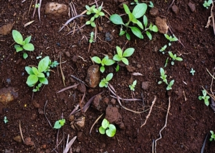 花盆土壤板结的危害及解决办法：勤松土适当施肥