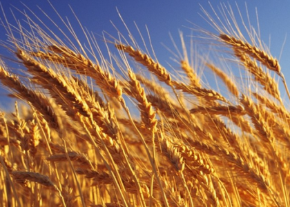 小麦冻害的预防措施有哪些（有哪些补救办法）