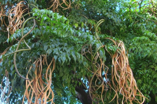海南菜豆树的养殖方法和注意事项(图3)