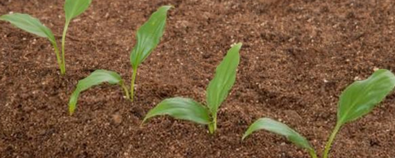 土壤为植物生长提供了什么和什么(图1)