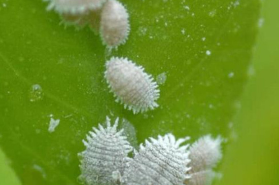 花上长满粘粘的白虫子用啥药(图2)