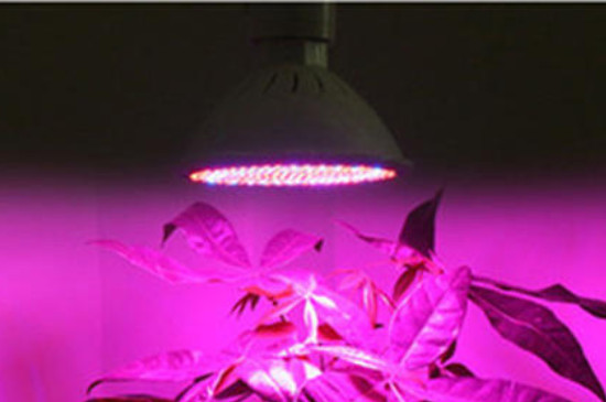 植物补光灯怎么选(图3)