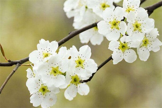春天有什么花开，论述10种最美花卉(图4)