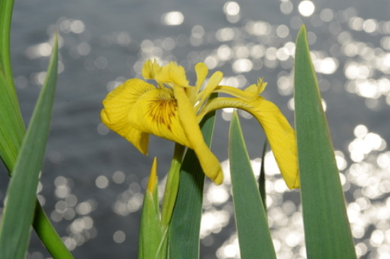 金色鸢尾花的花语(图2)