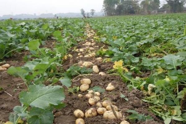 山东土豆种植时间(图4)