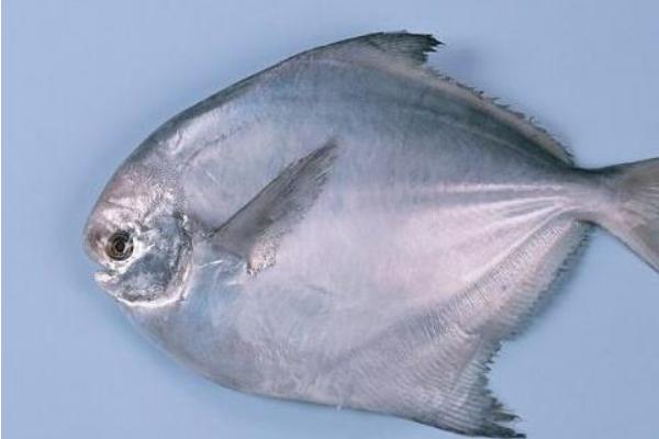 白鲳鱼和银鲳鱼的区别(图3)