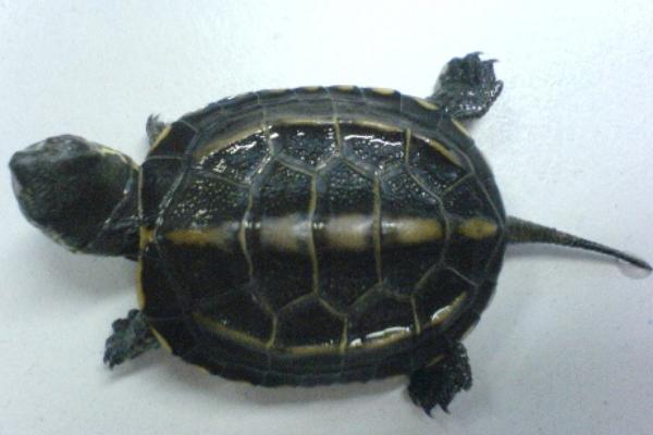 乌龟的特点(图2)