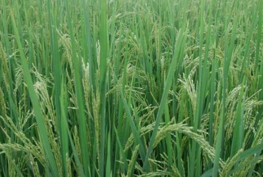 水稻新基质旱育秧技术 水稻应该怎么养殖