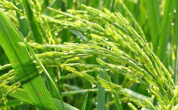 水稻直播田杂草有什么发生特征 高效除草方法是什么