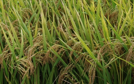 超级稻金农丝苗抛秧高产栽培技术 水稻应该怎么养殖