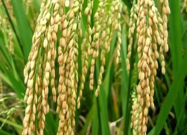 优质水稻的必备条件有哪些 田间栽培方法是什么