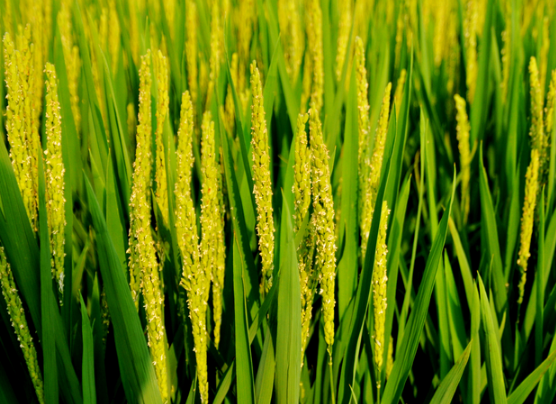 单季稻孕穗抽穗期病虫综合防治意见 水稻病害怎么解决